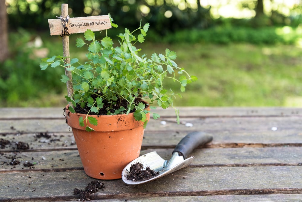 salad burnet on pot