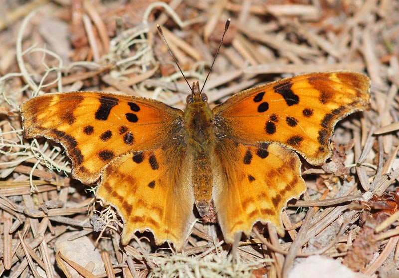 satyr comma butterfly