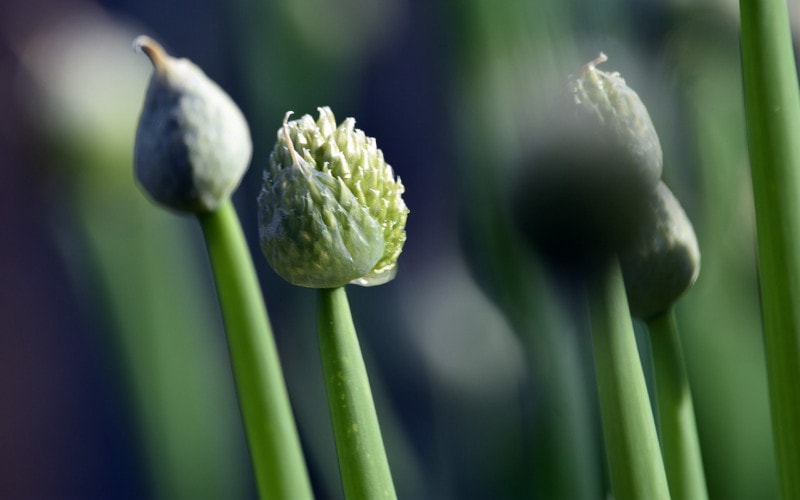 scallion or green onion flower blooming