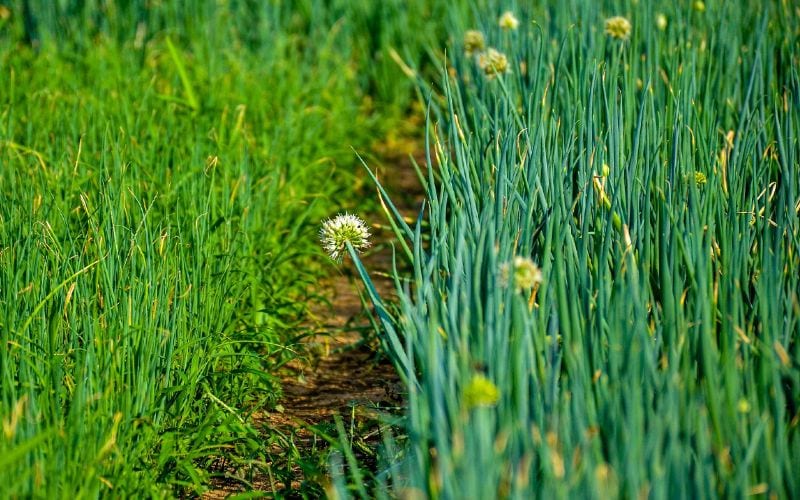 scallions or green onion
