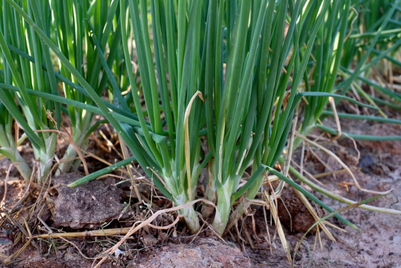 shallots plantation