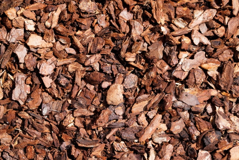 shredded barks of pine
