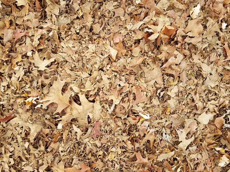 shredded leaves