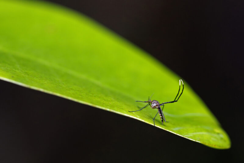 Psorophora Ferox