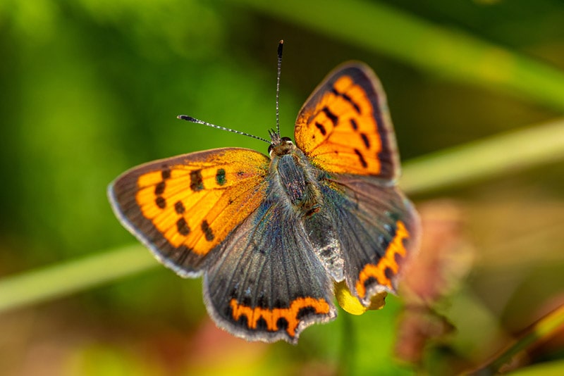 small copper butterfly