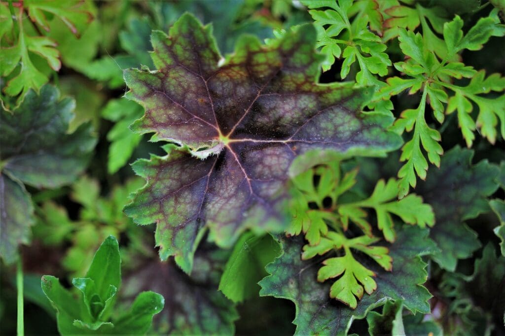small-flowered-heuchera