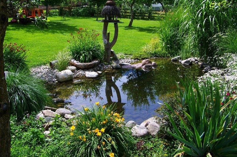 small pond in the backyard