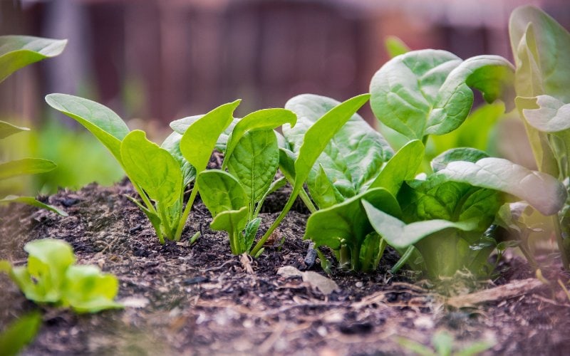 spinach planted in soil