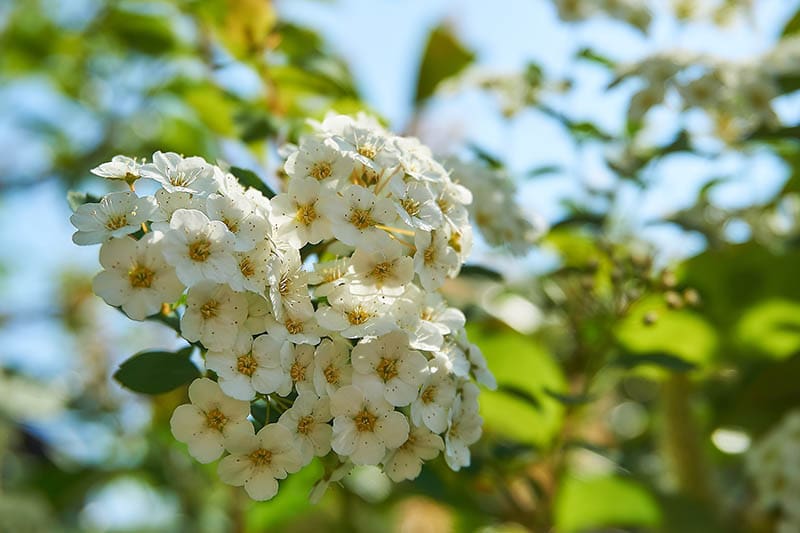 spirea plant in summer
