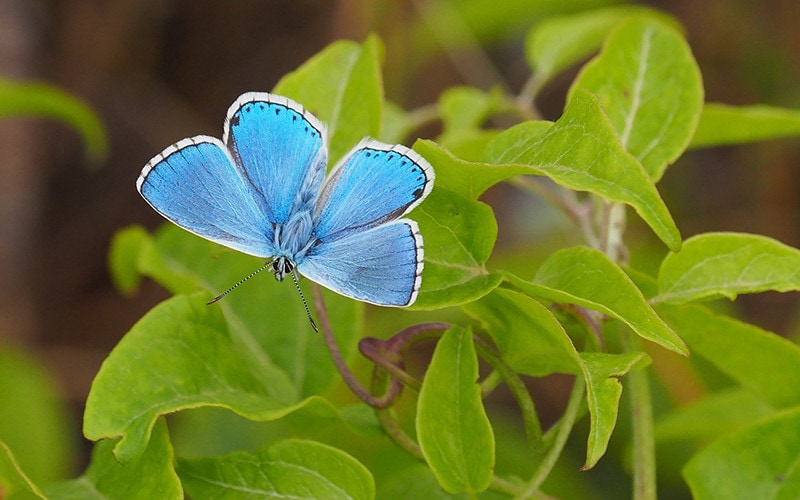 spring azure butterfly