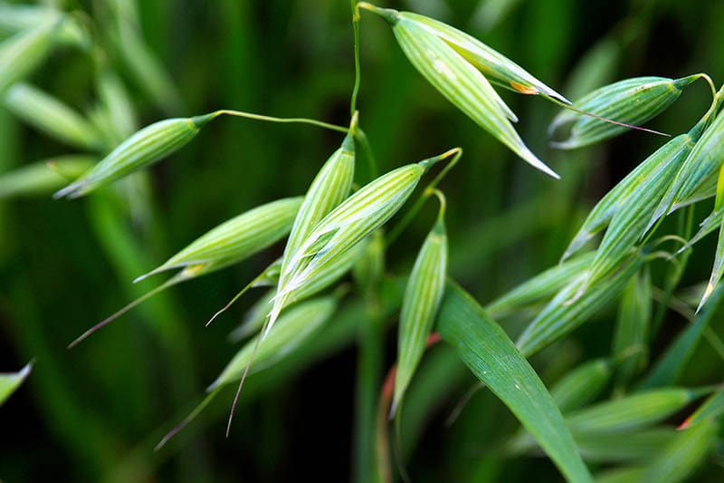 spring oats close up