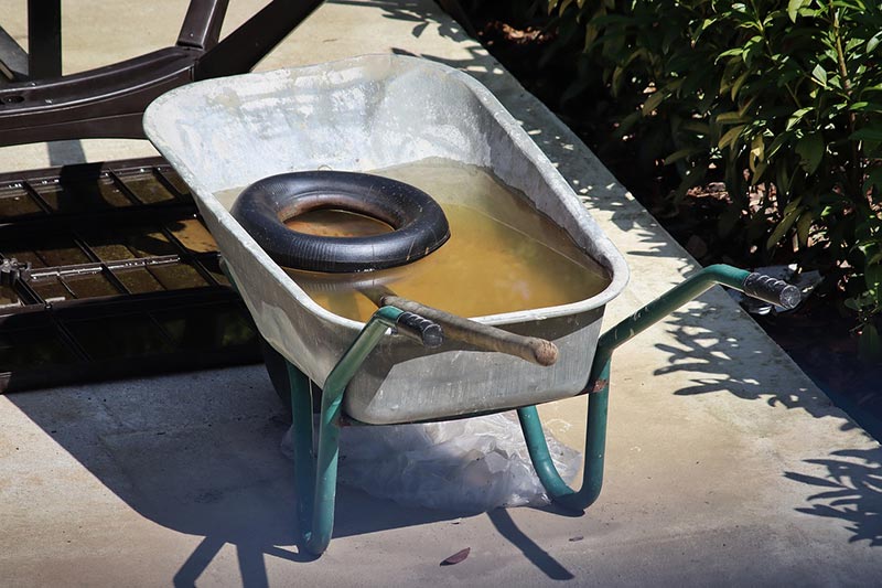 stagnant water in a wheelbarrow
