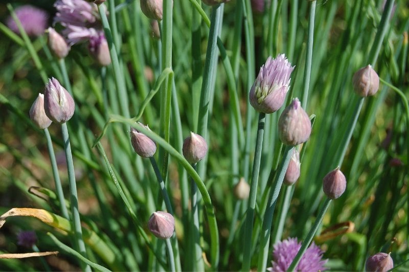 stalks of chives with purple flowers