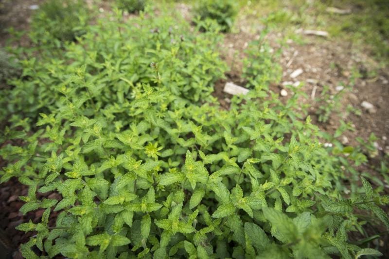 strawberry mint plant