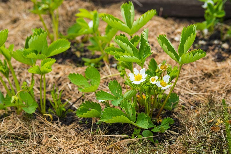strawberry plants with straw mulches