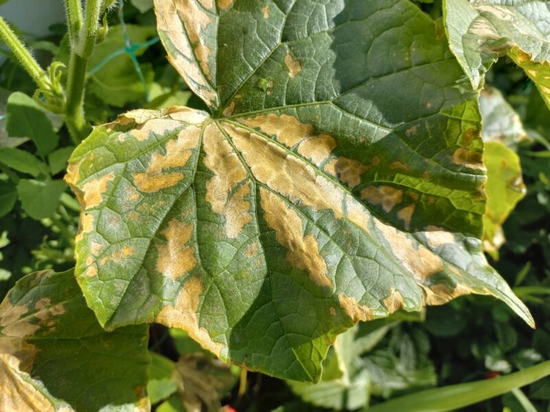 sunburn on the leaves