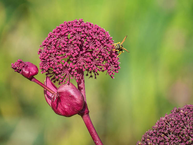 swamp milkweed plant