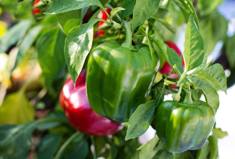 sweet peppers