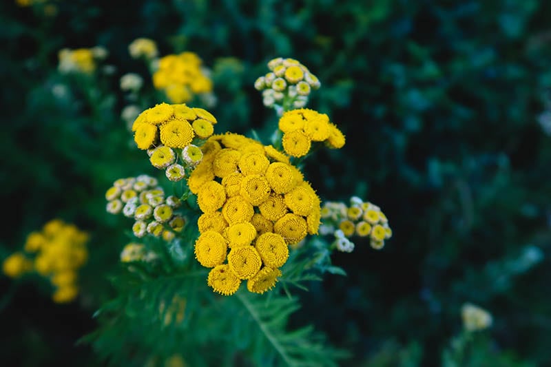 tansy plants