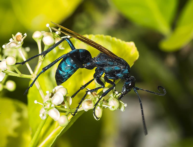 Tarantula hawk sipping nectar