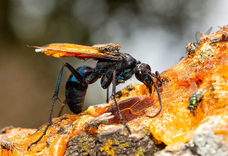 tarantula hawk spider wasp feeding on persimmon pulp