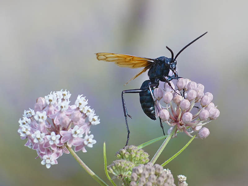 Tarantula Hawk Wasp feeding on some flowers