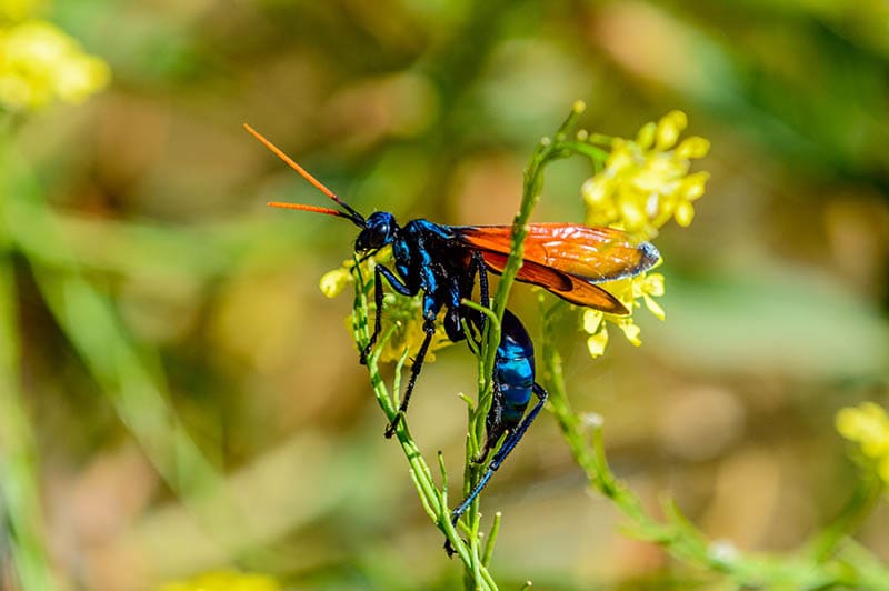 Tarantula Hawk Wasp on a plant