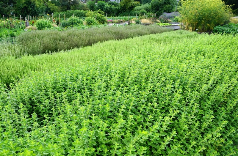 thyme plantation