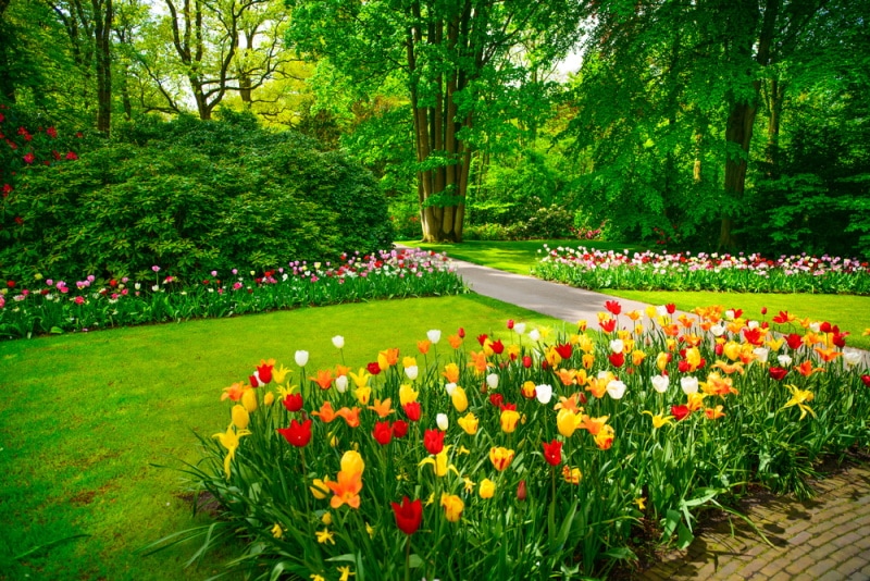 tulip flowers in the graden