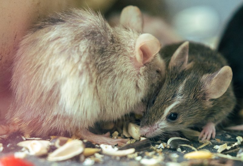 two mice on a messy surface