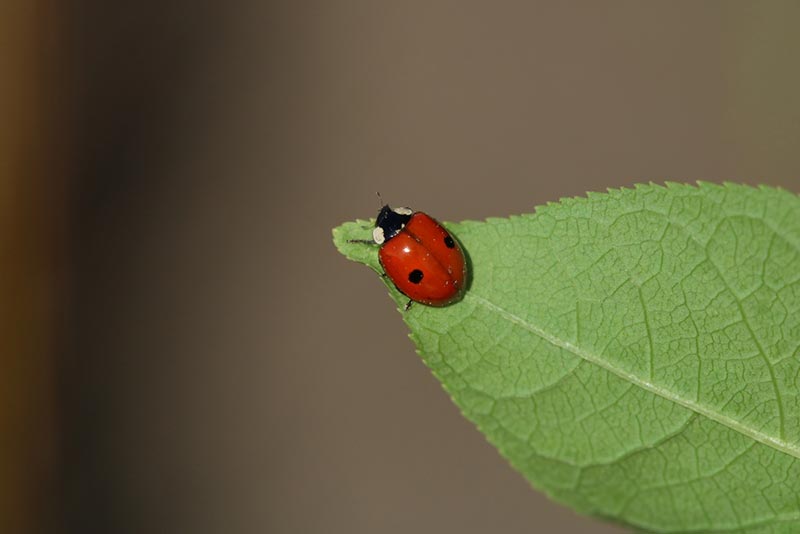 two-spotted lady beetle on a leaf