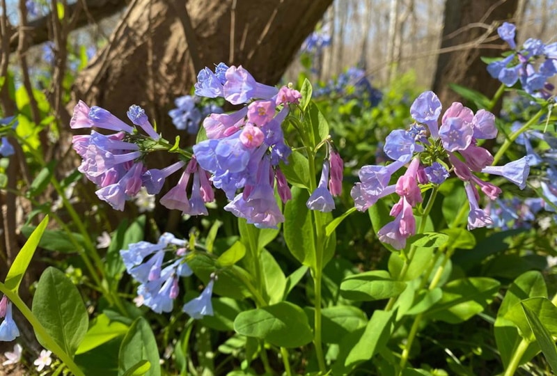 Virginia Bluebells (Mertensia virginica)