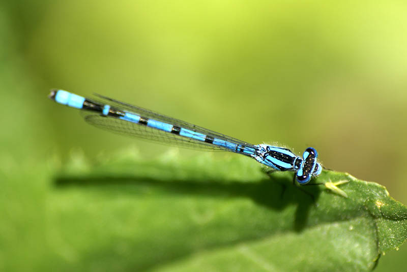 vivid dancer damselfly