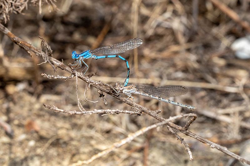 vivid dancer damselfy mating on branch