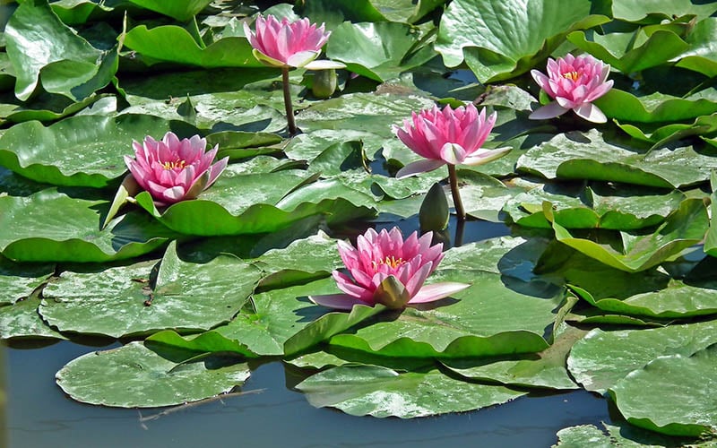 water lilies