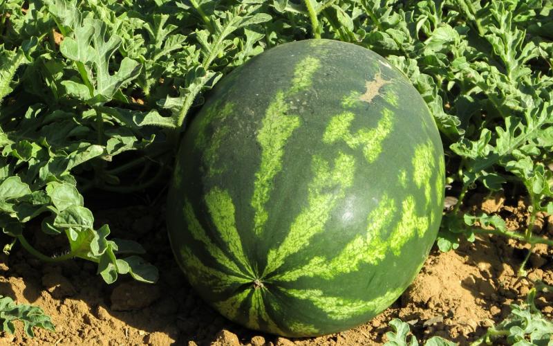 watermelon fruit on the ground