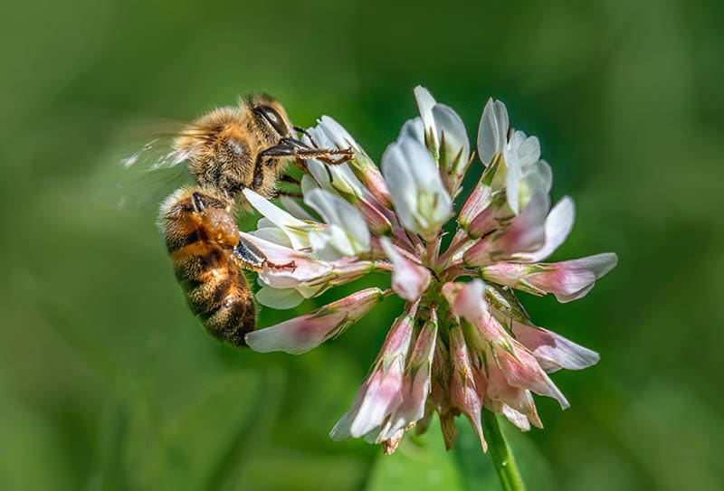 western honeybee on a flower