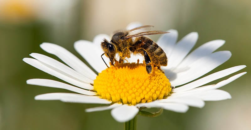 western honeybee sitting on a flower