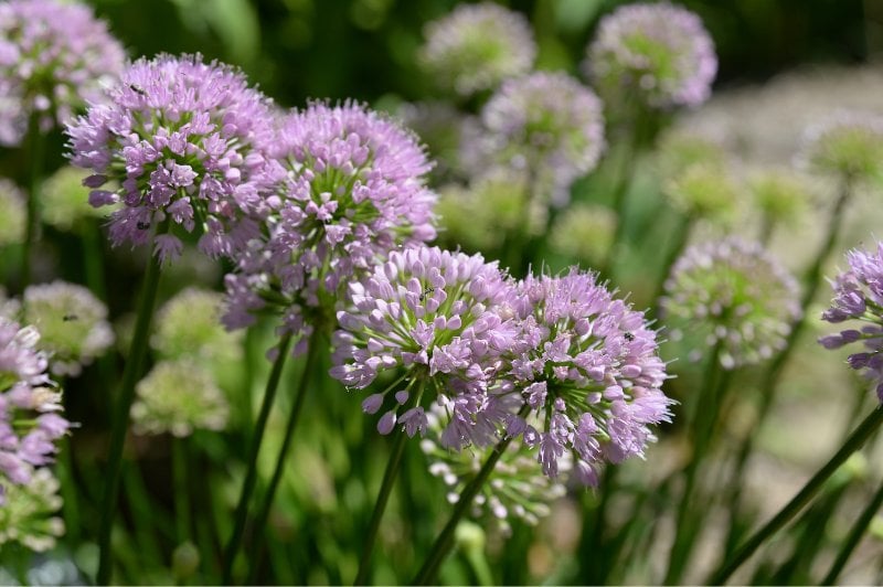 white and purple onion flowers