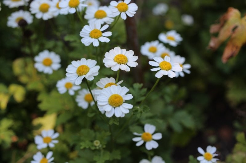 white and yellow feverfew flowers