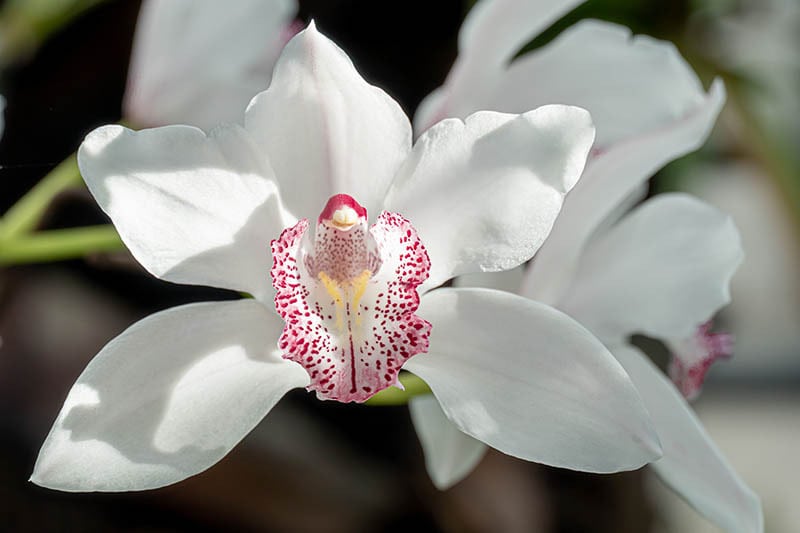 White Cymbidium orchids, commonly known as boat orchids