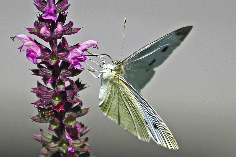 white brimstone butterfly