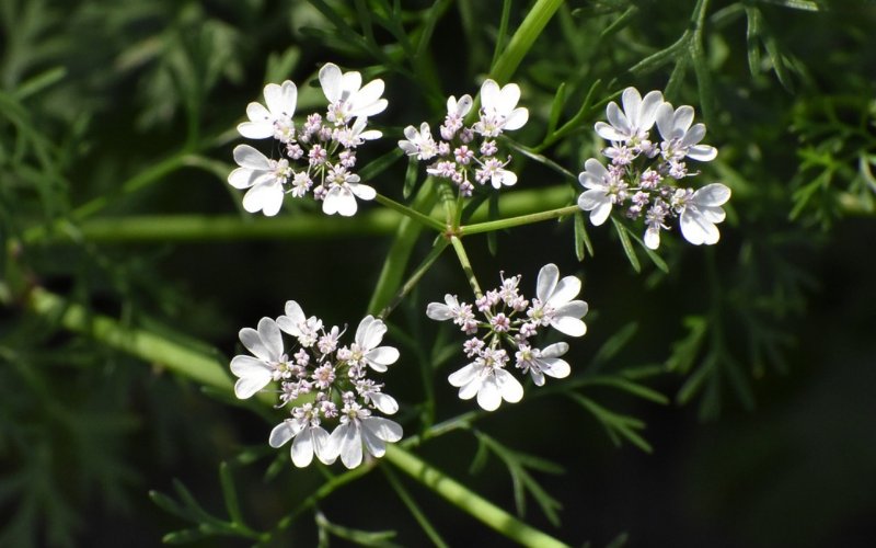 white coriander or cilantro flowers