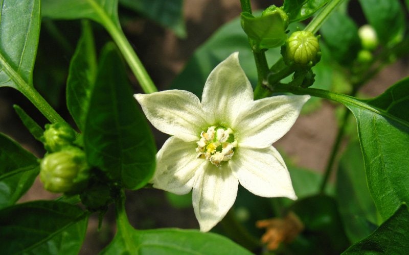 white flower of sweet pepper