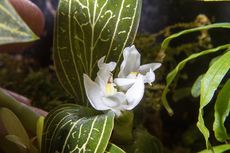 White Flower of Jewel Orchids (Ludisia discolor 'green form')