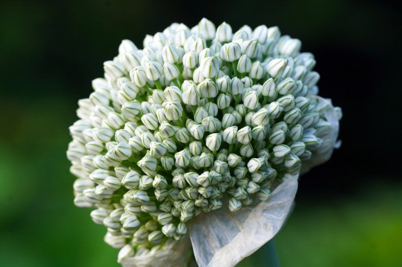 white leek blossom flowers