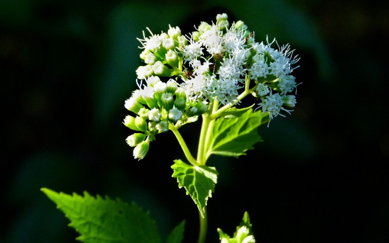white snakeroot plant