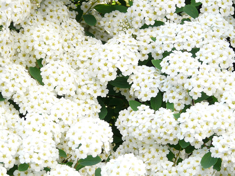 white spirea plant