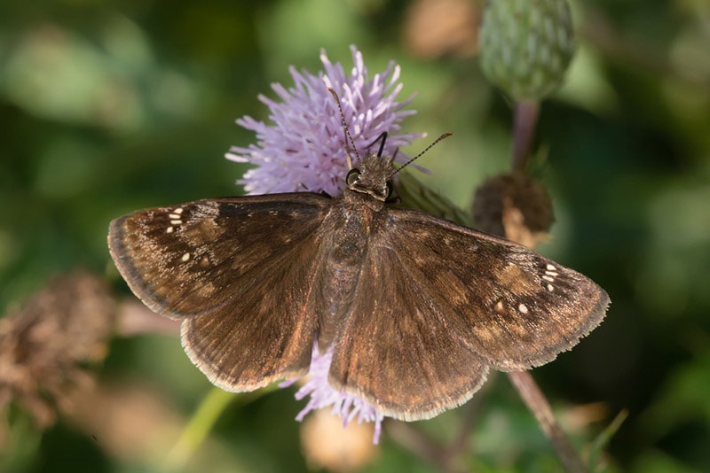 wild indigo duskywing
