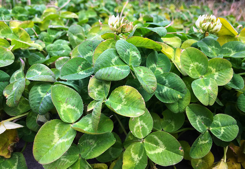 winter clover in the garden